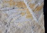 Zamites feneonis BRONGNIART - Bild &copy; FossNet FossilienStore